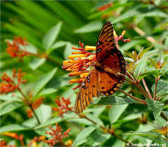 Garden Travels Butterflies Of Georgia Susan S In The Garden Butterfly Orange And Black Butterfly Butterfly Photos
