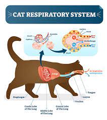 Cat anatomy consists of all the organs found in a human as the diagram above indicates. Pneumonia In Cats Bow Wow Meow