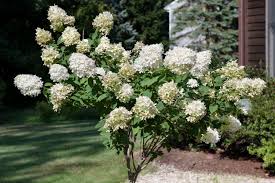 If the temperature falls into the single digits for only a few hours at a time, the hydrangea should not be harmed. Tree Hydrangea Panicle Hydrangea Plant Care Growing Guide