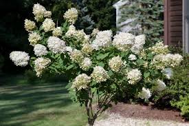Top three reasons to grow 'limelight' hydrangea: Tree Hydrangea Panicle Hydrangea Plant Care Growing Guide