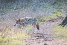 It depends on how motion is detected. Will A Coyote Attack My Dog Learn How To Protect Pets From Coyotes In Urban Areas Nite Guard