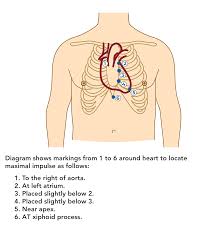 Image result for Point of Maximum Impulse