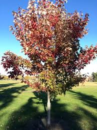 Clusters of white flowers in may and small fruit in august. Deciduous Trees