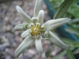 Poppy Gall Design Studio Blog Crazy About Edelweiss Edelweiss Poppies Design Studio
