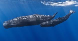 El ámbar gris es una sustancia química que se forma por la acción del medio ambiente marino sobre la regurgitación del cachalote(physeter macrocephalus). Perfume De Baleia Conheca O Ambar Cinzento Produzido Do Vomito Da Cachalote