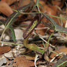 Image result for Aristolochia heppii