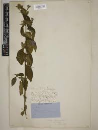 Image result for Actiniopteris pauciloba