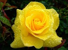 Maybe you would like to learn more about one of these? Wet Yellow Rose Desktop Nexus Wallpapers Rosas Amarillas Flores Amarillas Flores
