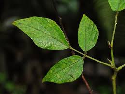 Image result for Pseudarthria