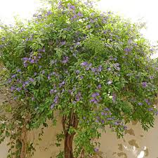 Image result for Lycianthes rantonnetii