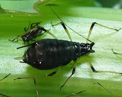 Image result for Sonchus schweinfurthii