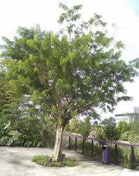Image result for Dalbergia fischeri