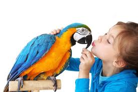 Baby birds that are beginning to leave the nest are called 'fledglings'. Introducing Your Parrot To Your New Baby Birdsupplies Com