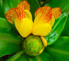 Image result for Costus subbiflorus