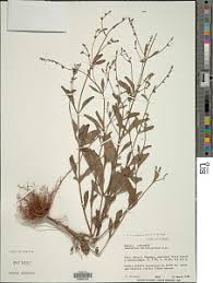 Image result for Aeollanthus suaveolens