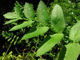 Image result for Berula