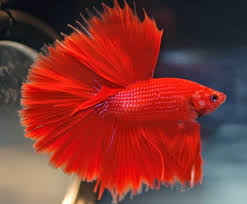 Ikan cupang merupakan spesies ikan tropis, jadi sangat mudah ditemui di daerah asia tenggara dan salah satunya adalah di indonesia. Merawat Ikan Cupang Hias Jawara