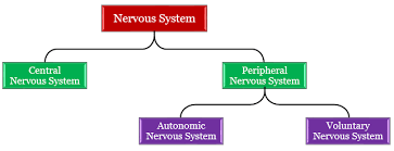 This article explains the nervous system function and structure with the help of a human nervous system diagram and gives you that erstwhile 'textbook feel'. A Name The Structural And Functional Unit Of Nervo Tutorix