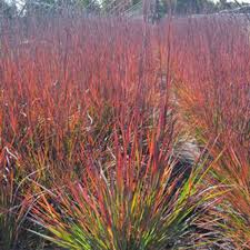 Image result for Schizachyrium