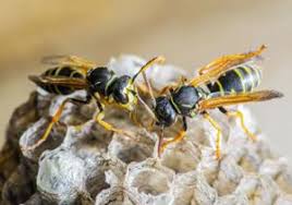 Maybe you would like to learn more about one of these? Comment Detruire Un Nid De Guepe Conseils Pour Les Eloigner