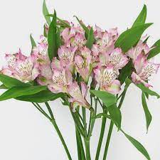 Lavender Alstroemeria Flower Wholesale Blooms By The Box