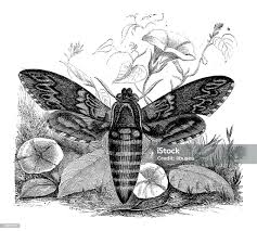 Image result for Convolvulus ocellatus