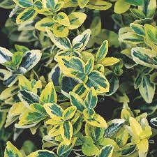 We did not find results for: Wintercreeper Emerald N Gold Euonymus Fortunei My Garden Life