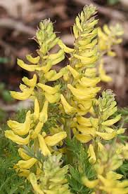 Image result for Corydalis mildbraedii