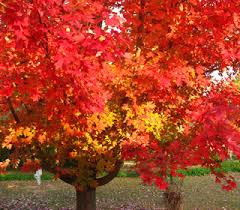 Key features of the october glory maple: October Glory Red Maple Nwa Plants Inc