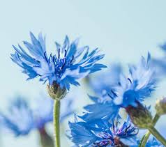 So unterscheidet sich die durchregulierte marktsimulation im heimatland des karl marx von einem liberalen markt. Grafisk Design Liberalerna