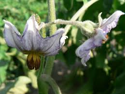 We did not find results for: What To Do For Eggplant Blossoms Drying Out And Falling Off Indoor Flowering Plants Edible Garden Plants
