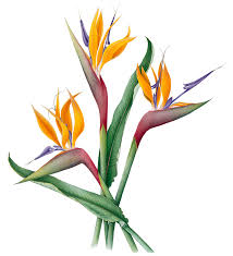 Watercolor Bird Of Paradise Png Gilly Shaeffer Botanical Painting Botanical Illustration Vintage Botanical Art