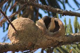 Birds That Make Mud Nests Animal Architects And The Beautiful Homes They Build Nest Building Animals Wood Ants