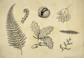 Wunderlich 2) how to draw plants: Create A Herbarium Nature Drawing With Ink