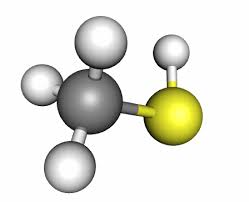 Image result for Methanethiol