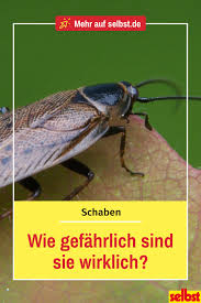 Schaben Ubertragen Zahlreiche Krankheiten Doch Wie Gefahrlich Ist Das Wirklich Und Wie Hoch Ist Die Wahrscheinlichkeit Sic Schaben Schadlinge Buchsbaumzunsler