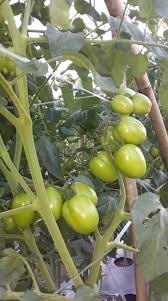 Tetapi tenang saja, bagi anda yang ingin bercocok tanam di daerah perkotaan dengan lahan terbatas kini bukan lagi menjadi halangan. Berapa Hari Harus Menunggu Cabai Dan Tomat Berbuah Tips Petani