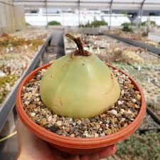 Image result for Bowiea volubilis