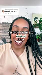 Britt Fiddle Leaf Fig Rescue Update