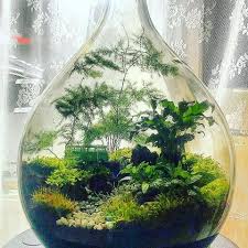 Go Follow Terrariumdreams If You Like Aquariums Terrariums And All Things Green You Need To Follow T Beautiful Terrariums Terrarium Bottle Garden