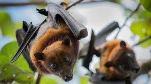 11 Sometimes Deadly Diseases That Hopped Across Species Live Science