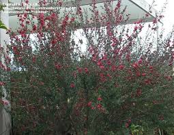Flowers, small, white and strongly perfumed, mainly appear from spring through summer. Plantfiles Pictures New Zealand Tea Tree New Zealand Tea Bush Manuka Leptospermum Scoparium 15 By Ulrich Garden Hedges Tea Tree Fruit Trees