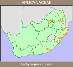 Image result for Pachycarpus concolor