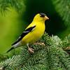 This female finch may be duller in color, but just as beautiful as the brighter yellow males. Https Encrypted Tbn0 Gstatic Com Images Q Tbn And9gcrb Lktt7 3yz Bjbza0kjxiuvmd9wqxgpvjd Ttvp0wlewphtp Usqp Cau