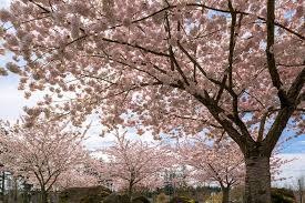 Maybe you would like to learn more about one of these? 51 048 Cherry Blossom Trees Photos Free Royalty Free Stock Photos From Dreamstime