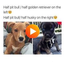 Beautiful Dogs Info Are Available On Our Internet Site Take A Look And You Will Not Be Sorry You In 2020 Cute Little Animals Cute Dogs Cute Funny Animals