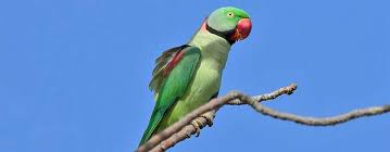 Image result for parrot
