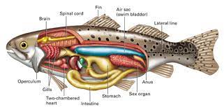 The most abundant gas in the swim bladder the heart is located just beneath the gills; Chapter 25 Concept 25 3