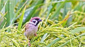 50 burung air dilepas liar, gresik serius sambut kawasan ekosistem esensial ini makna rancangan istana negara burung garuda karya nyoman nuarta sumsel masuki musim pancaroba, flu burung mengintai hewan ternak anggaran pembuatan jaring untuk tangkap burung pipit di sleman menuai polemik Serangan Hama Burung Pipit Mengganas Petani Di Ciamis Menjerit Harapan Rakyat Online