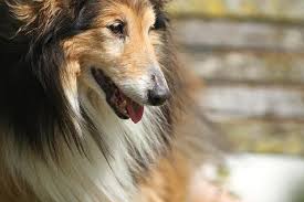 If your sores that will not heal : Why Are These 14 Dog Breeds More Likely To Get Bladder Cancer
